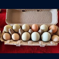 Fresh Chicken Eggs