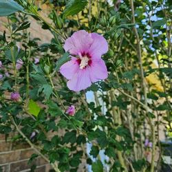 Rose Of Sharon 
