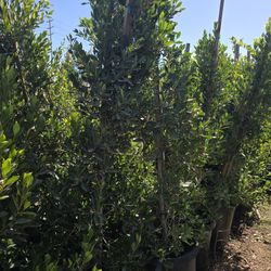 Ficus Nitida Hedge Or Private 