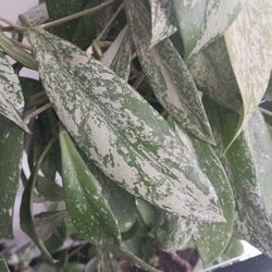 Hoya pubicalyx, Plant