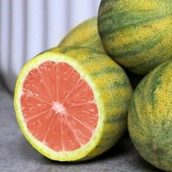 Variegated Pink Lemon, Rooted