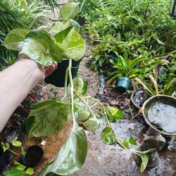 Manjula Philodendron Large Established Plant