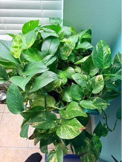 Large pothos plant - pot and stand