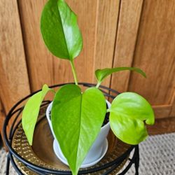 Neon Potho (White Pot-A)