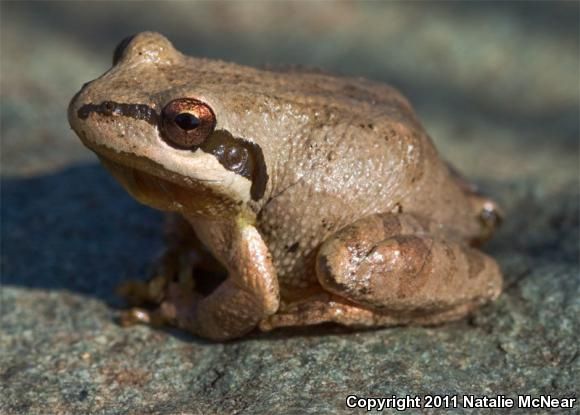 Frogs For Sale