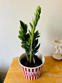 Zzz plant