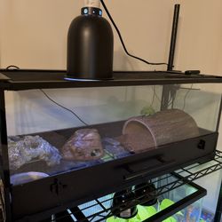 Leopard Gecko And Enclosure 