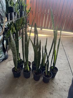Snake plant