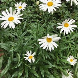 Shasta Daisy Beautiful Perennial Plants.