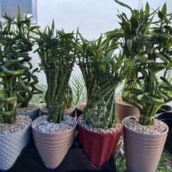 Lucky Bamboo In Ceramic Pot. (Different Shapes) SPECIAL PRICE !🤩)