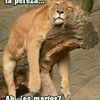Lety
