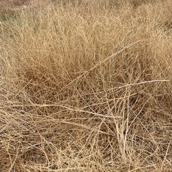 Free Brush *Food For Farm Animals Freshly Cut