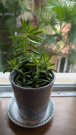 Succulents in 5" ceramic glazed planter 