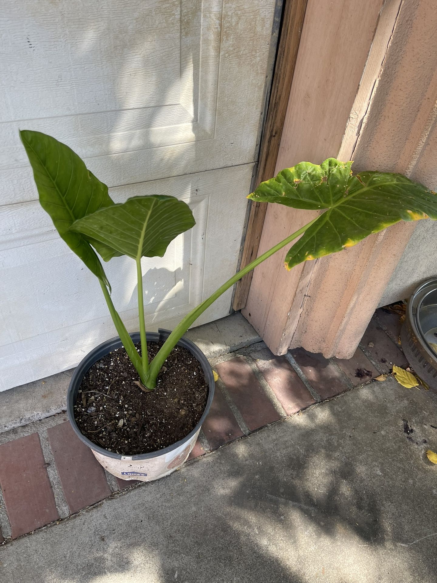 Elegant Plant