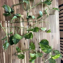 Hawaiian Pothos Clippings - 5 Available