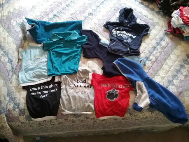 Bigger Small Dogs Clothes