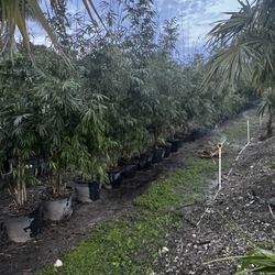 Bamboo Texcillis 15 Gal $125