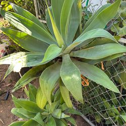 Foxtail Agave