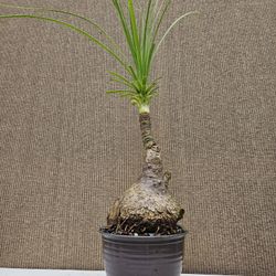 Old Ponytail Palm Bonsai Tree  ( OUTDOOR and INDOOR PLANT)