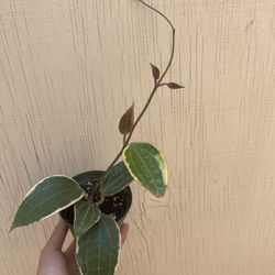 4” hoya macrophylla