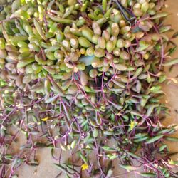Neclace rubi string succulent 