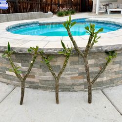 Plumeria cuttings / trimmings - mystery colors