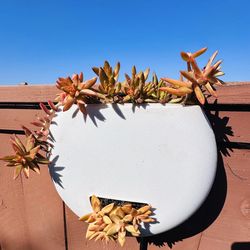 Beautiful succulents