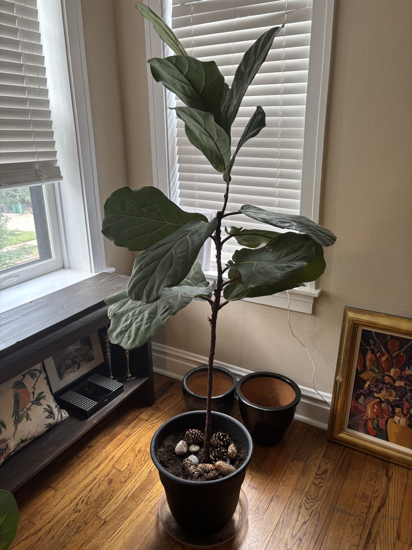 Very Nice Fiddle Leaf Fig Plant $25