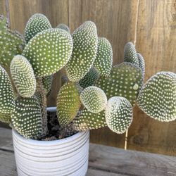 Bunny Ears Live Plant Opuntia microdasys albata In Pot 