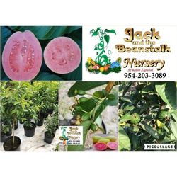 Ruby Supreme Guava Grafted Trees 3gal Arboles De Guayaba Rosada Injertados 
