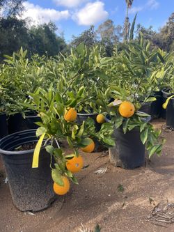 5 Gallon Size- Fruiting Age- Citrus Trees 