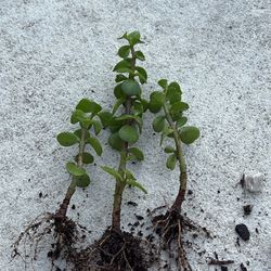 Elephant Bush Cutting 