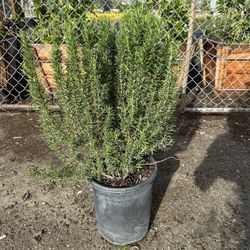 Rosemary