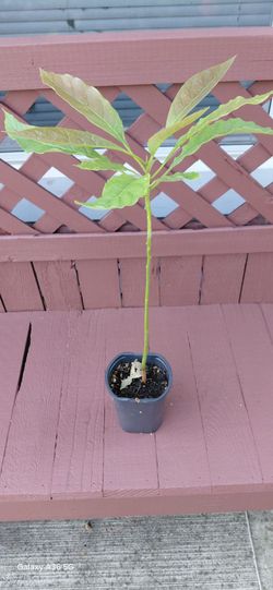 Avocado 🥑 plant