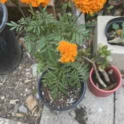 Marigold Flowers And Pink Flower