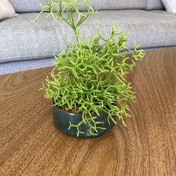 Succulent