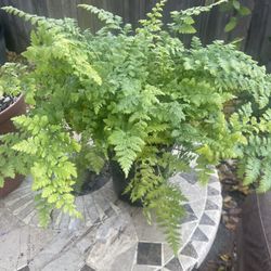 Plant $15