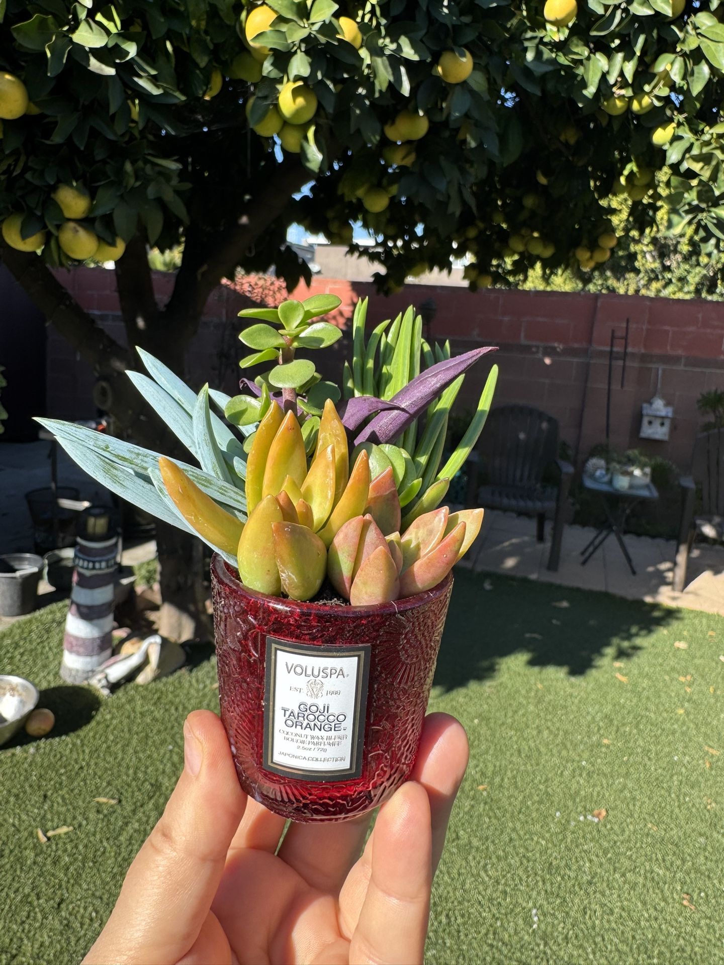 Cute Tiny Succulents