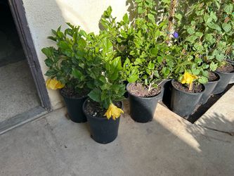 Hibiscus yellow blooms 15$ each