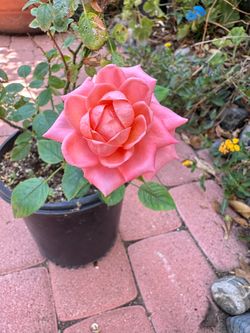 Rosal color pink