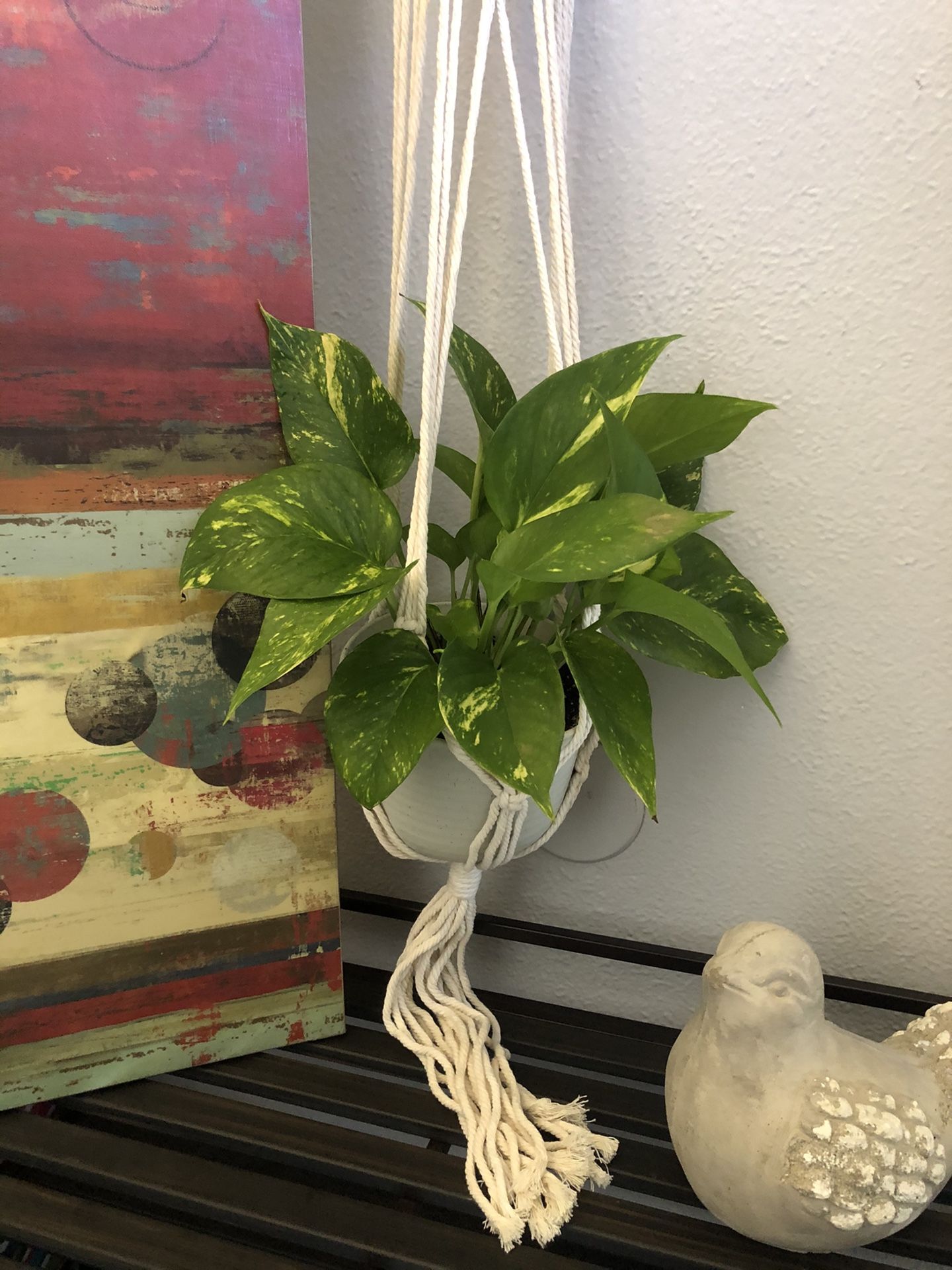 Indoor Plant Golden Pothos Tropical Houseplant in Brand New Macrame Hanger and Brand New Beige Pot