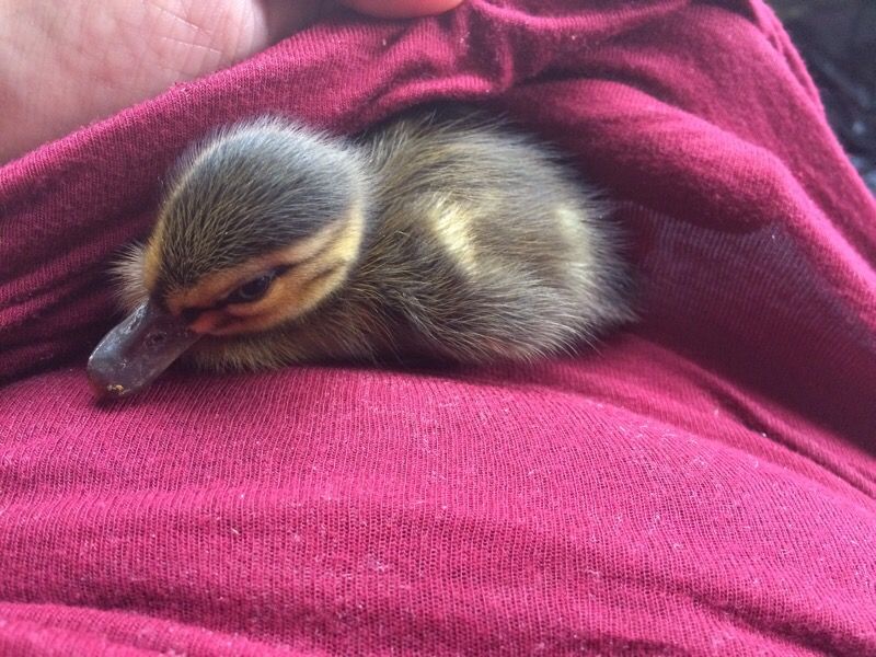 2 baby ducks for sale