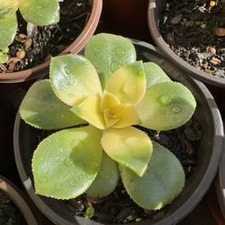 Succulents Plants 4” 🪴