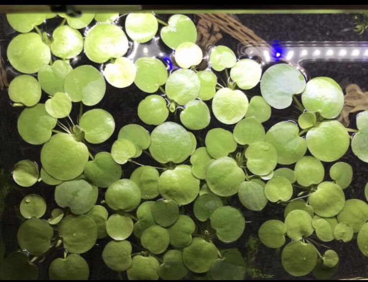 Frogbit - Aquarium Plants