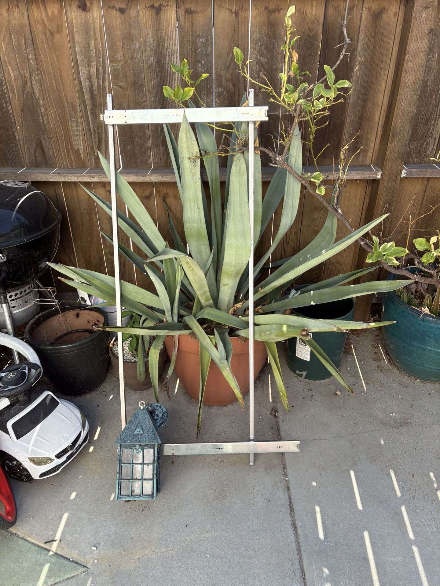 Range Of Large Plants And Pots Available