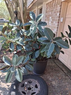 Healthy Rubber Plant
