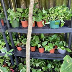 $4 to $5* Jade Pothos  | Epipremnum Aureum Jade
