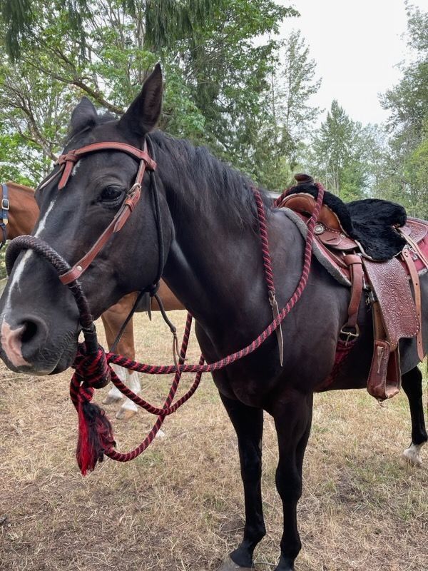 Vintage Bosal Hackamore With Headstall & Reins & Lead