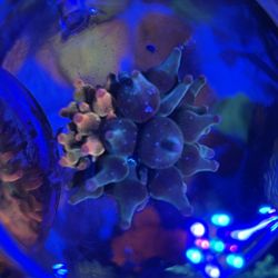 Fake Nexus Anemone Aquarium Decoration