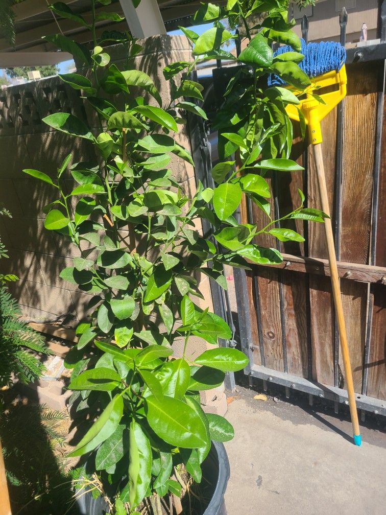 Limon Verde $50
